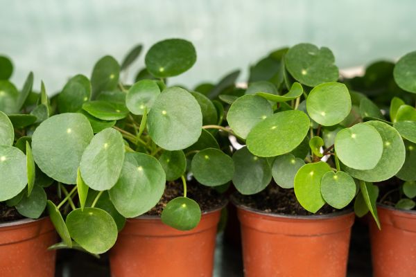 asso pilea ne pousse pas