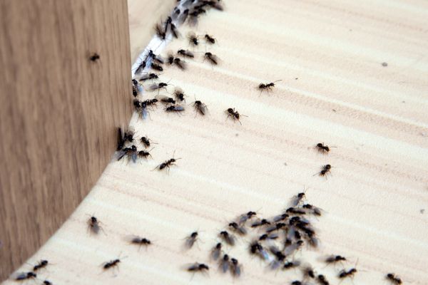 insectes noires maison