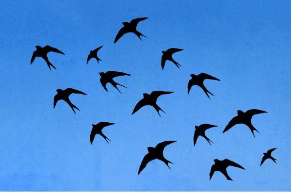 migration des hirondelles