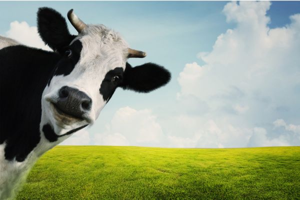 prix d'une vache