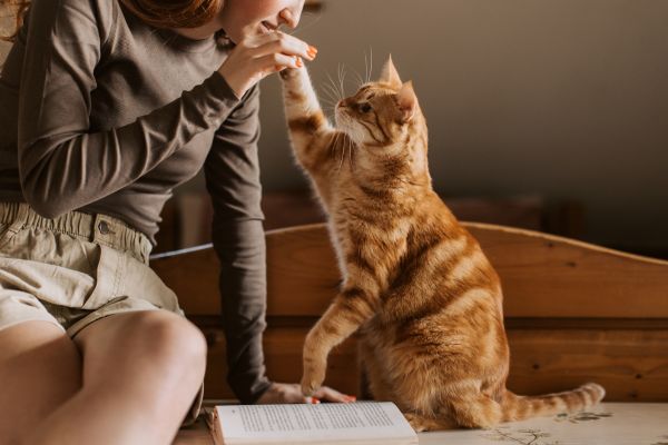 taxe animaux de compagnie 2025