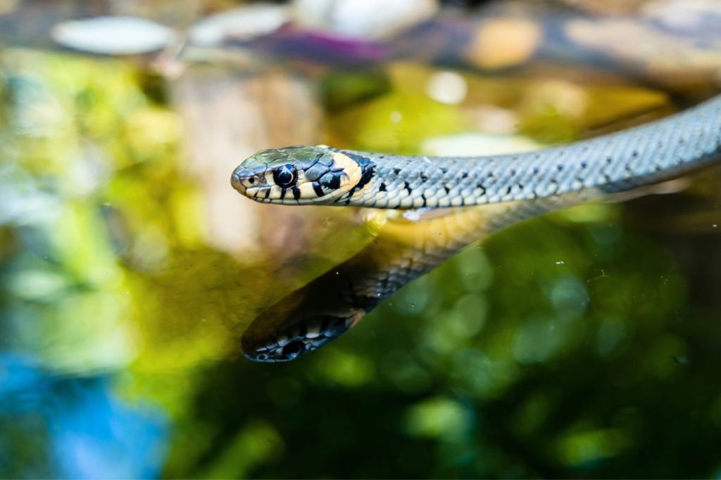 serpents dans son jardin