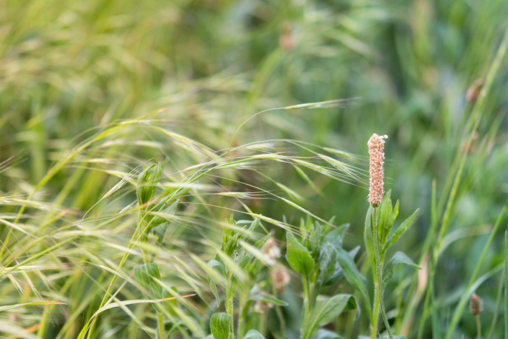 La plante miracle