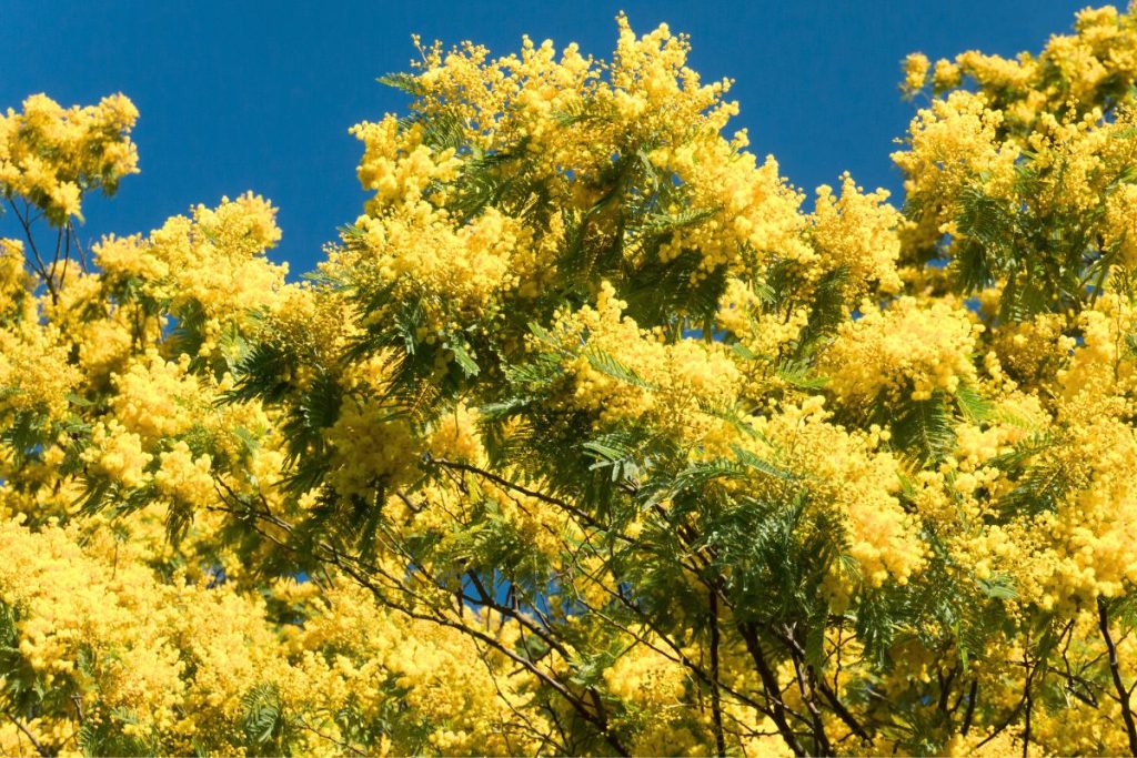 Les 12 arbres à fleurs