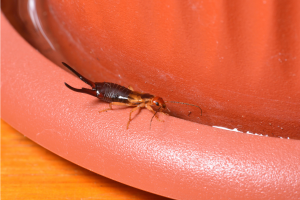 petit insecte marron maison