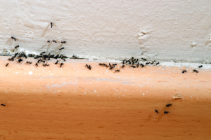 fourmis dans la maison signification