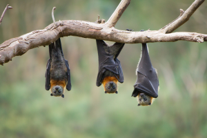 crotte de chauve souris
