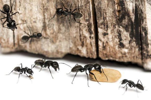 Prévenir le retour des fourmis charpentières
