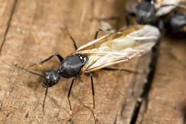 se débarrasser définitivement des fourmis charpentières