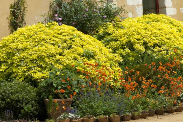 L'Oranger du Mexique dans un jardin sec méditerranéen