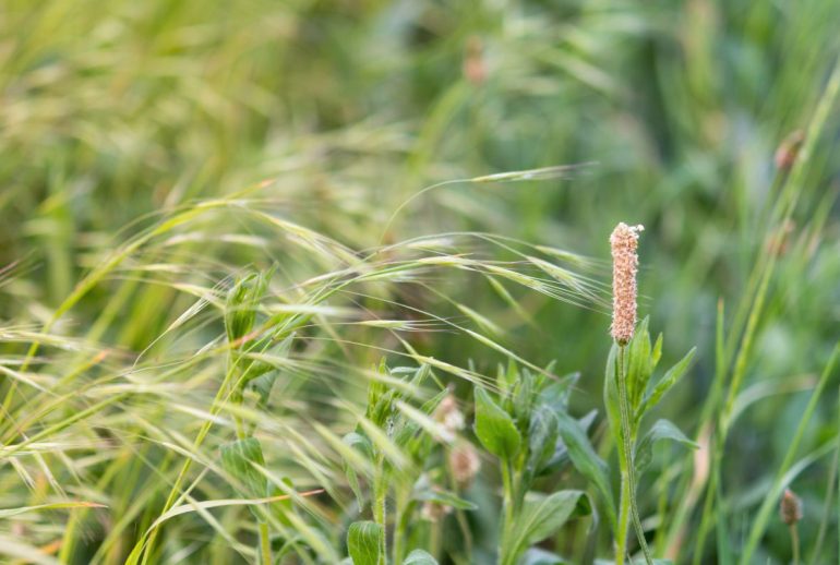 La plante miracle